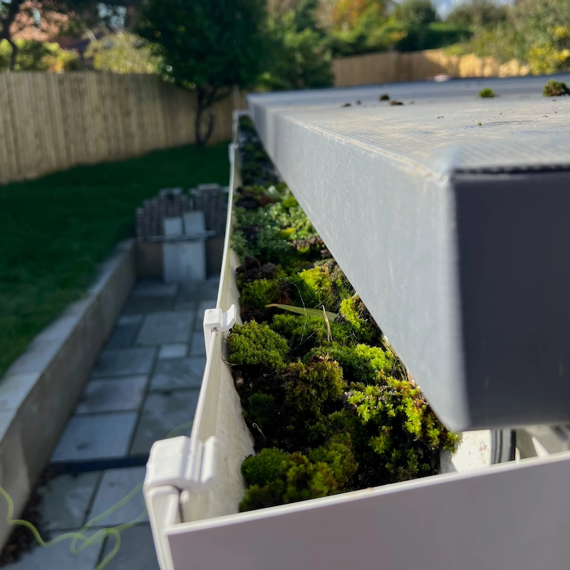 Blocked gutter full of moss